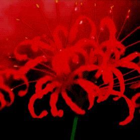 A GIF of a finger touching a red flower